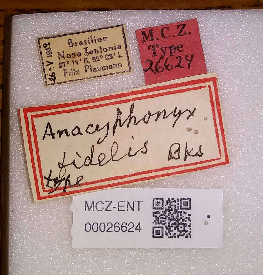 Image of Anacyphonyx fidelis Banks 1946