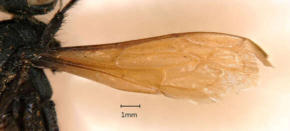 صورة Priocnemioides