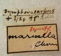 Image of Phyllonorycter mariaeella (Chambers 1875)
