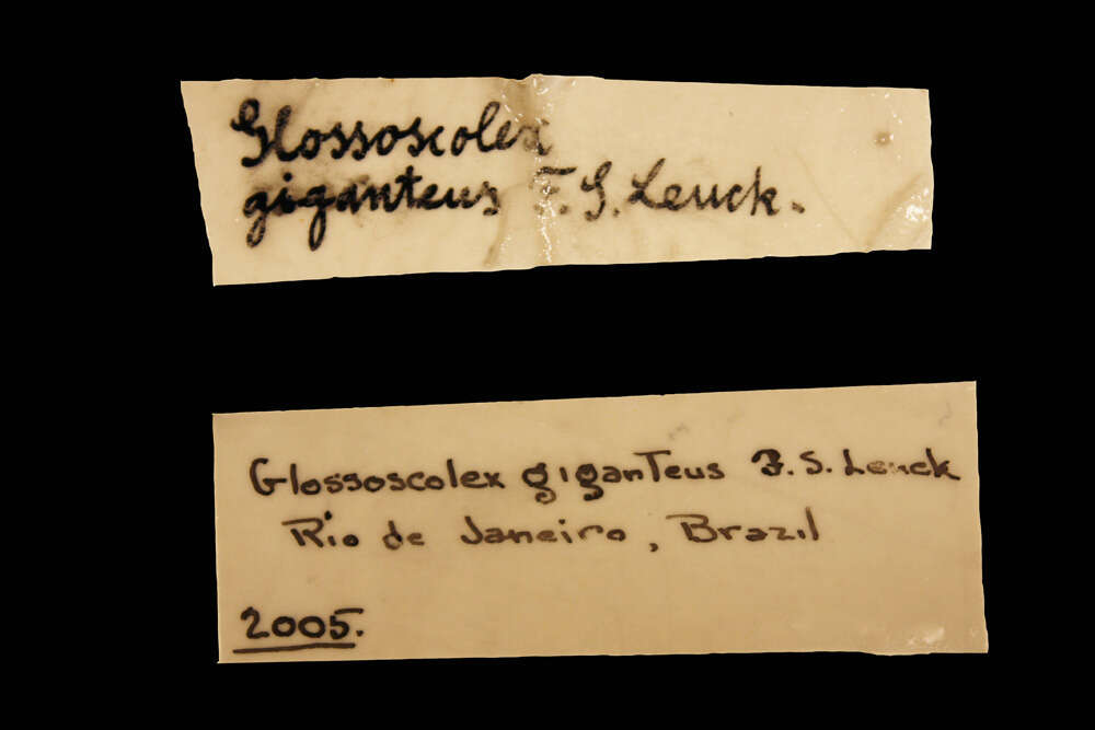 Image of Glossoscolex Leuckart 1835
