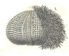 Image of Salmacis bicolor L. Agassiz ex L. Agassiz & Desor 1846