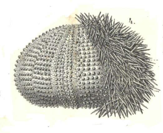 Image of Salmacis bicolor L. Agassiz ex L. Agassiz & Desor 1846