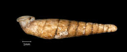 Image of Bathyptychia aplostoma (Heude 1885)