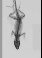 Image of Anolis sagrei mayensis Smith & Burger 1949