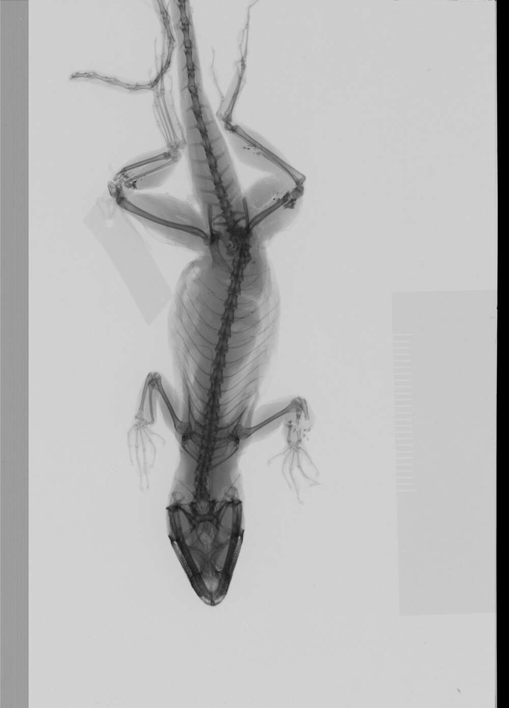 Image of Anolis sagrei mayensis Smith & Burger 1949