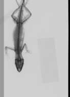 Image of Anolis sagrei mayensis Smith & Burger 1949