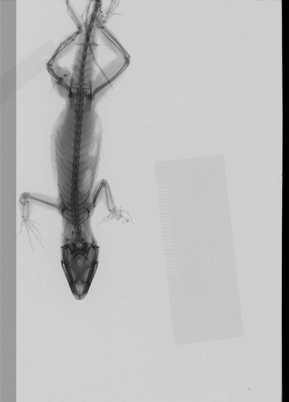 Image of Anolis sagrei mayensis Smith & Burger 1949