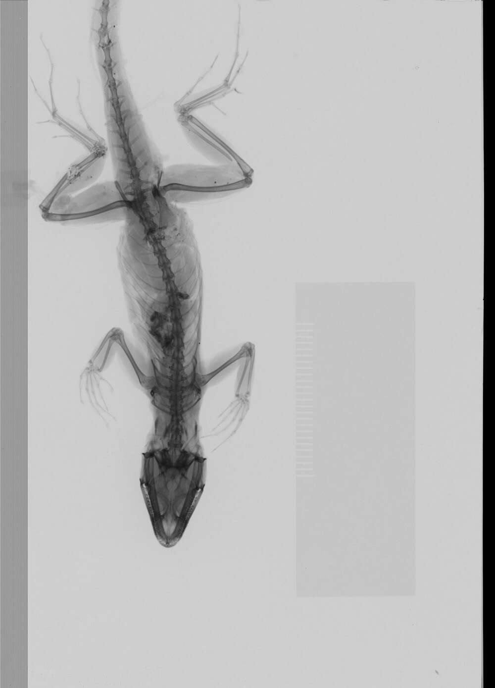 Image of Anolis sagrei mayensis Smith & Burger 1949