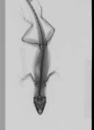 Image of Anolis sagrei mayensis Smith & Burger 1949