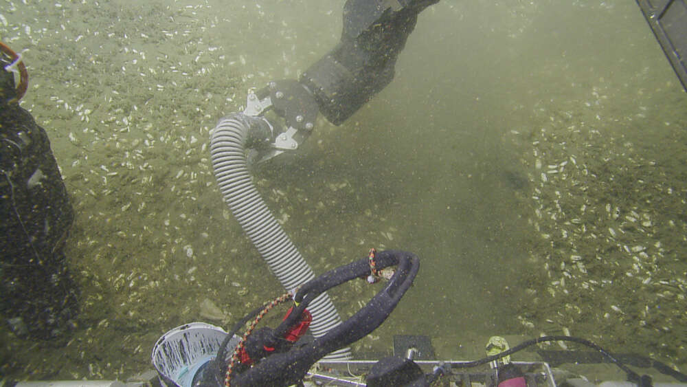 Image de Anémone de mer