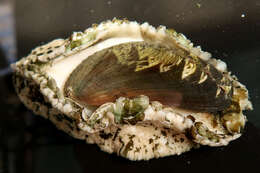 Image of Ass's ear abalone