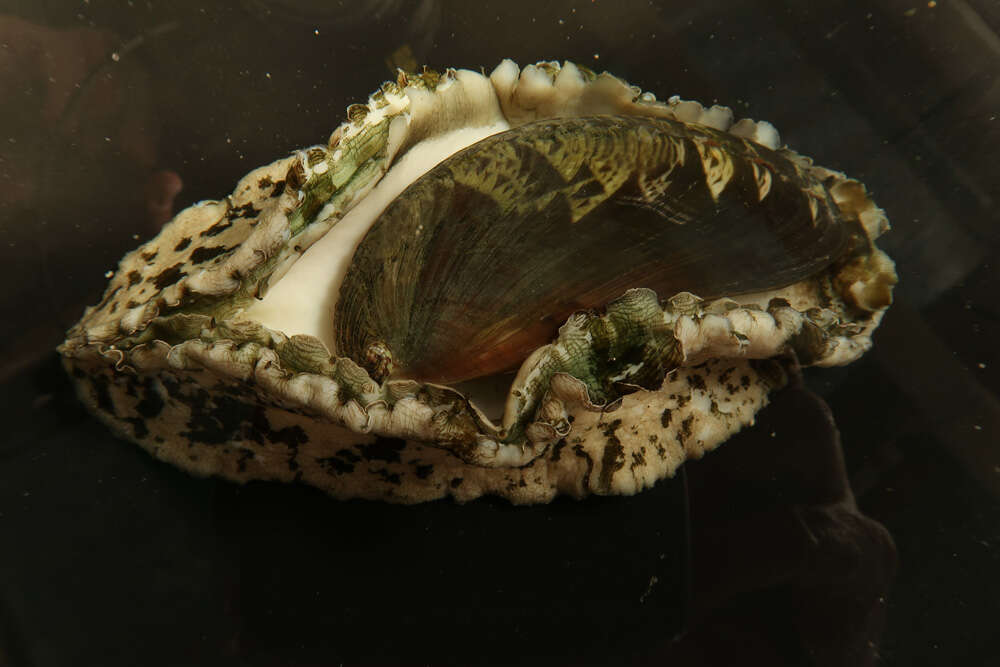 Image of Ass's ear abalone