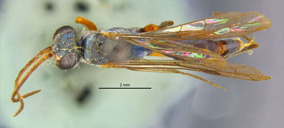 صورة Auplopus bequaerti Dreisbach 1963