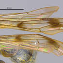 <i>Ageniella zeteki</i>的圖片