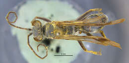 Image of <i>Ageniella zeteki</i>