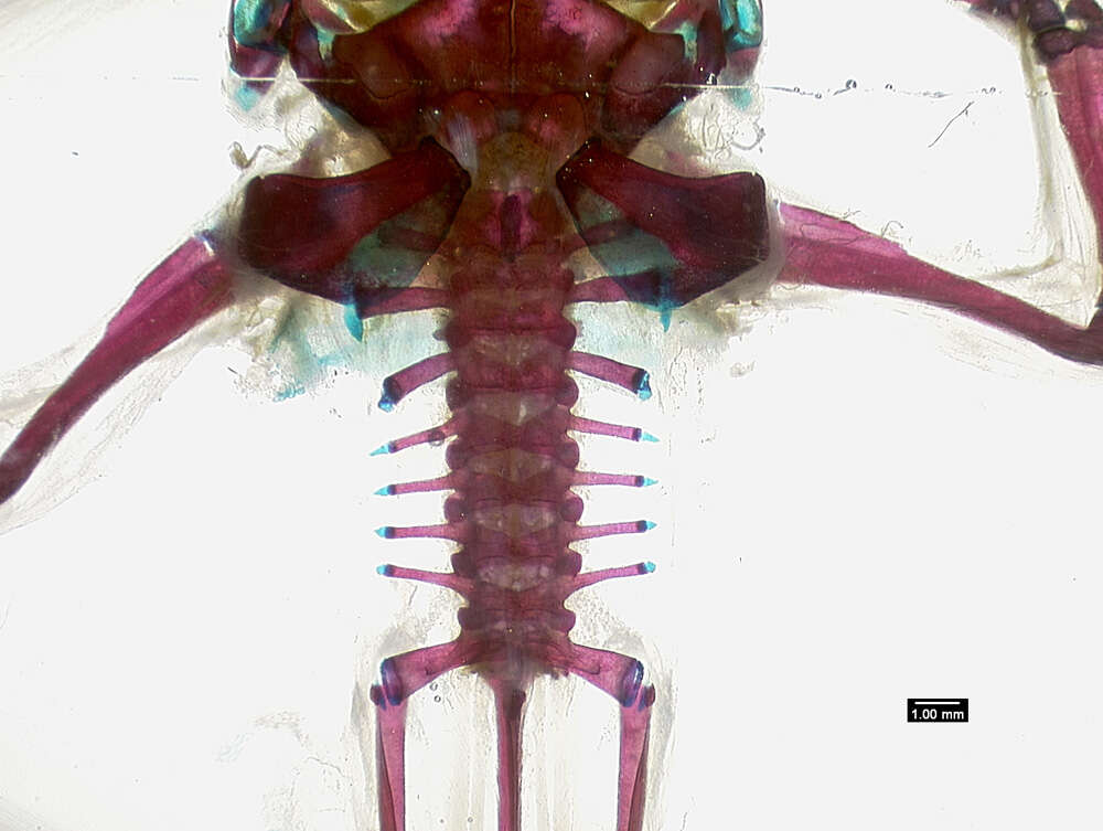 Image of Phrynobatrachus jimzimkusi Zimkus, Gvozdík & Gonwouo 2013