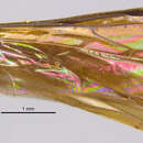 Ageniella submetallica (Banks 1917)的圖片