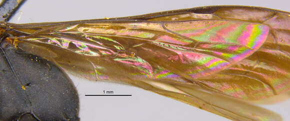 Ageniella submetallica (Banks 1917)的圖片