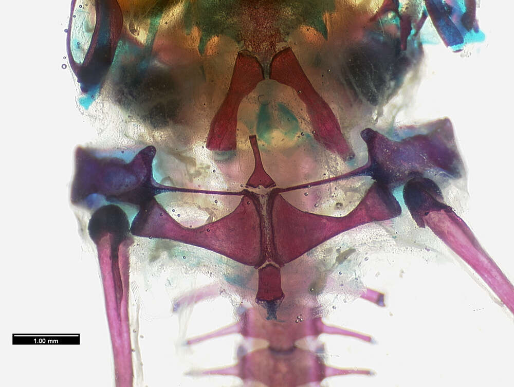 Phrynobatrachus manengoubensis (Angel 1940)的圖片