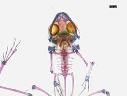 Image of Phrynobatrachus manengoubensis (Angel 1940)