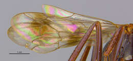 صورة Ageniella alternata Banks 1946