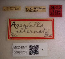 صورة Ageniella alternata Banks 1946