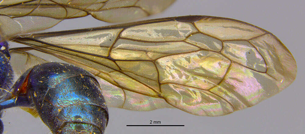 صورة Parapompilus robustus (Cameron 1904)