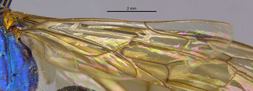 صورة Parapompilus robustus (Cameron 1904)