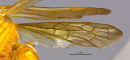 صورة Dimorphagenia naumanni Evans 1973