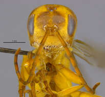 صورة Dimorphagenia naumanni Evans 1973