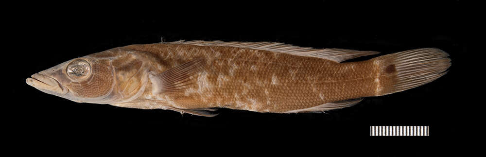 Image of Crenicichla