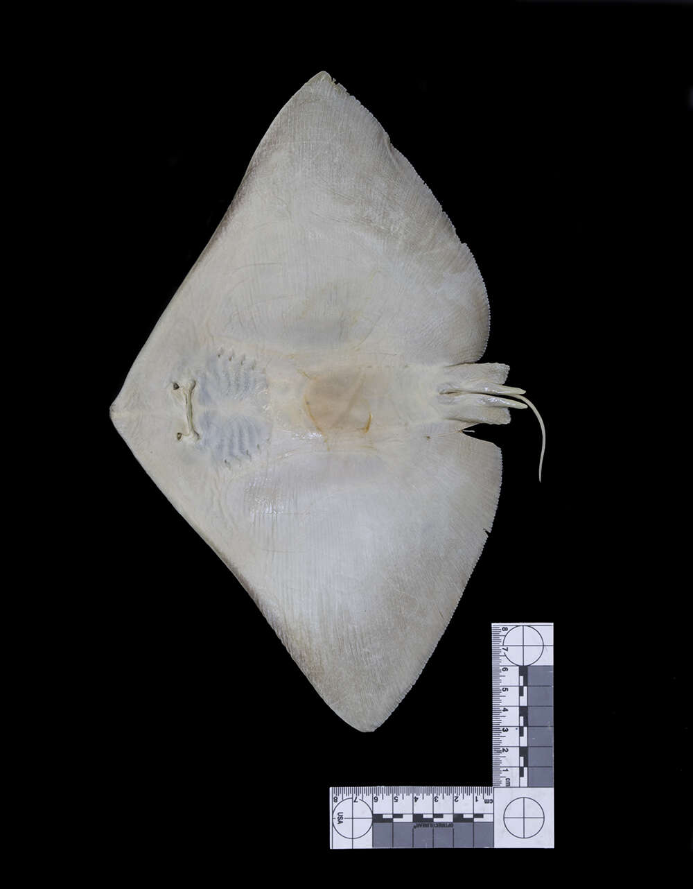 Image of Smooth Butterfly Ray