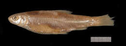 Image of Mississippi silvery minnow