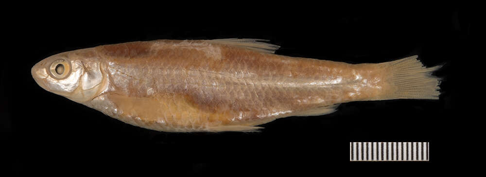 Image of Mississippi silvery minnow