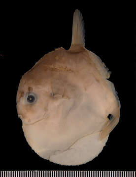 Image of Mola