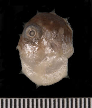 Image of Mola