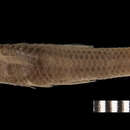Image of Pamphorichthys scalpridens (Garman 1895)