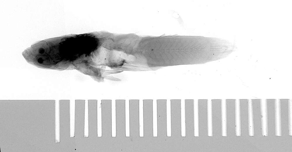 Image of Pamphorichthys scalpridens (Garman 1895)