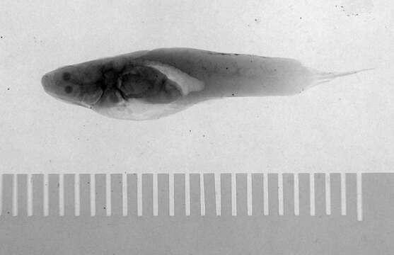 Image of Pamphorichthys scalpridens (Garman 1895)