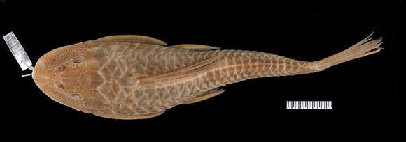 Hypostomus affinis (Steindachner 1877)的圖片