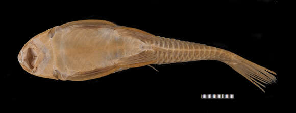 Hypostomus affinis (Steindachner 1877)的圖片