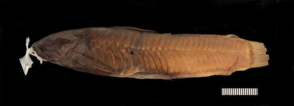 Image of Callichthys