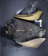 صورة Mobula hypostoma (Bancroft 1831)