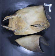 صورة Mobula hypostoma (Bancroft 1831)