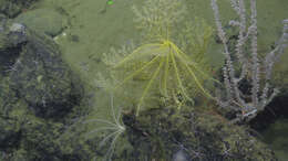 Image of crinoids and relatives