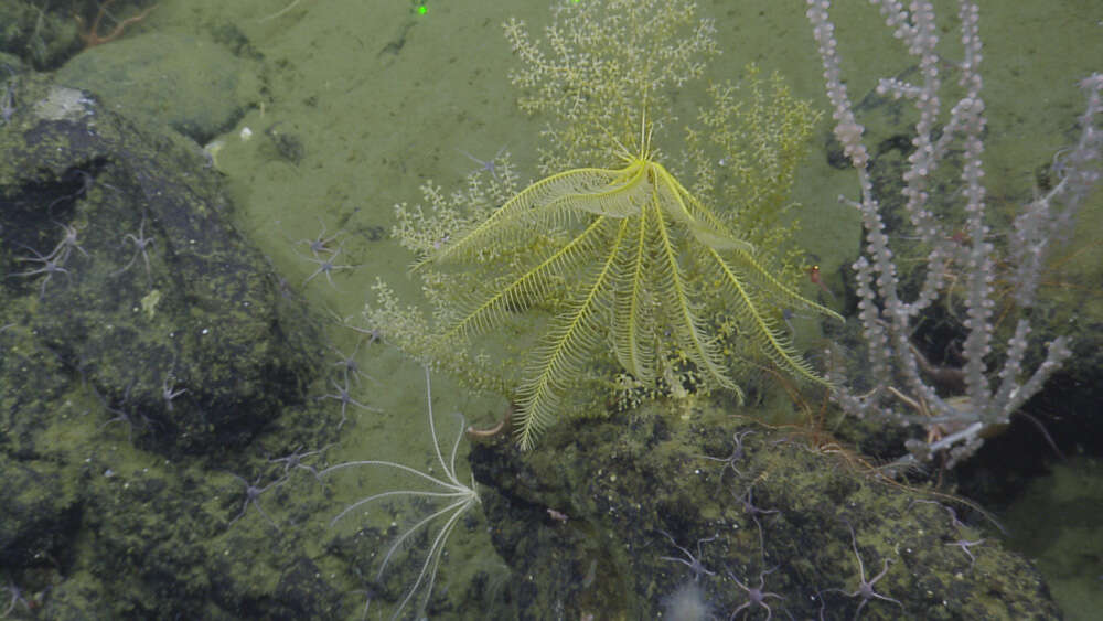 Image of crinoids and relatives