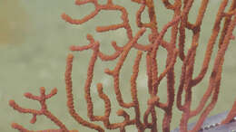 Image de Adelogorgia phyllosclera Bayer 1958