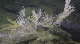 Image of Calyptrophora niwa Cairns 2012