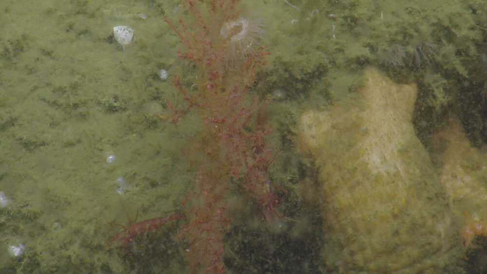 Image of sea anemones