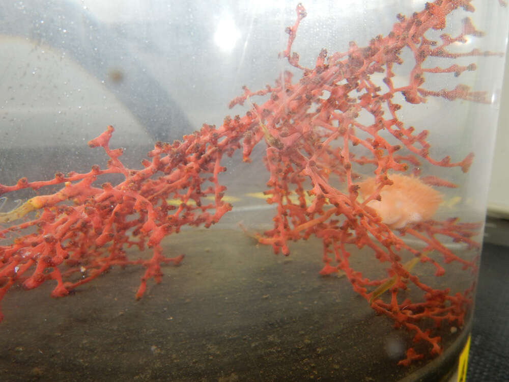 Image of sea anemones